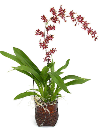 Oncidium Sharry Baby